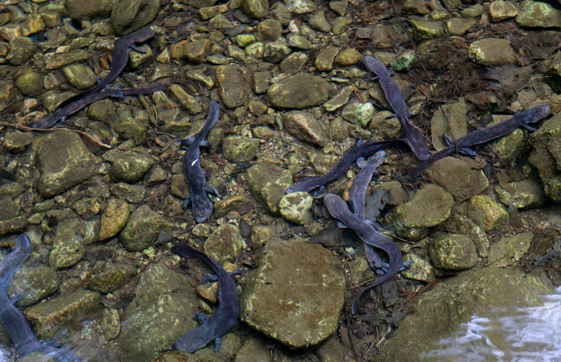 【河南供稿】洛阳栾川放流500多尾濒临生物“娃娃鱼”