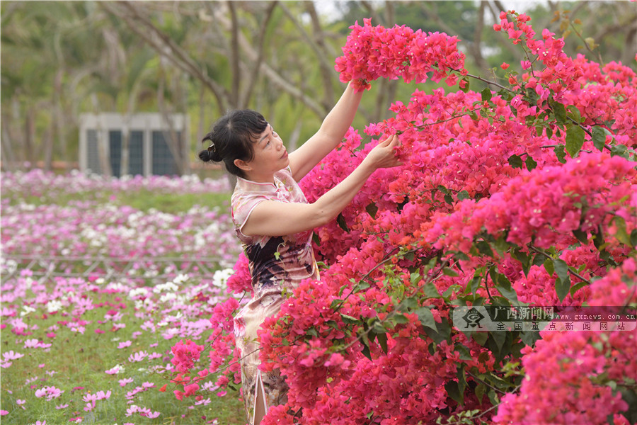 北海：春满园醉游人(组图)