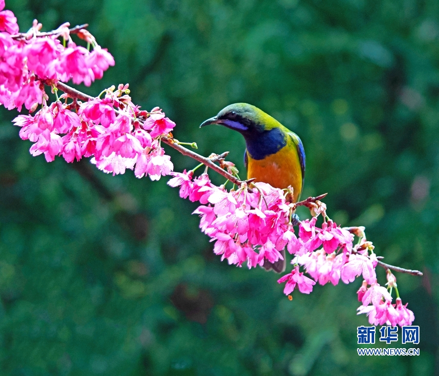 福建福州：叶鹎闹枝头