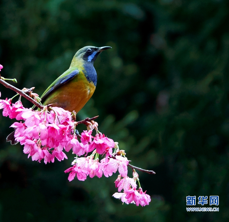 福建福州：叶鹎闹枝头