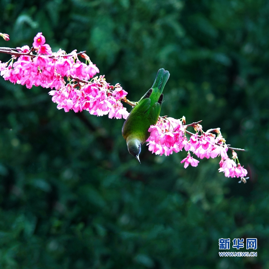 福建福州：叶鹎闹枝头