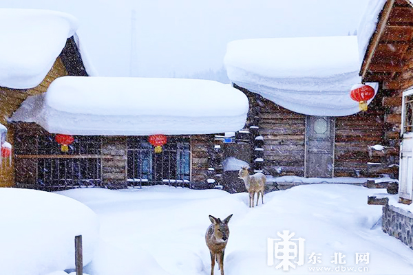 春季 到雪乡来看雪