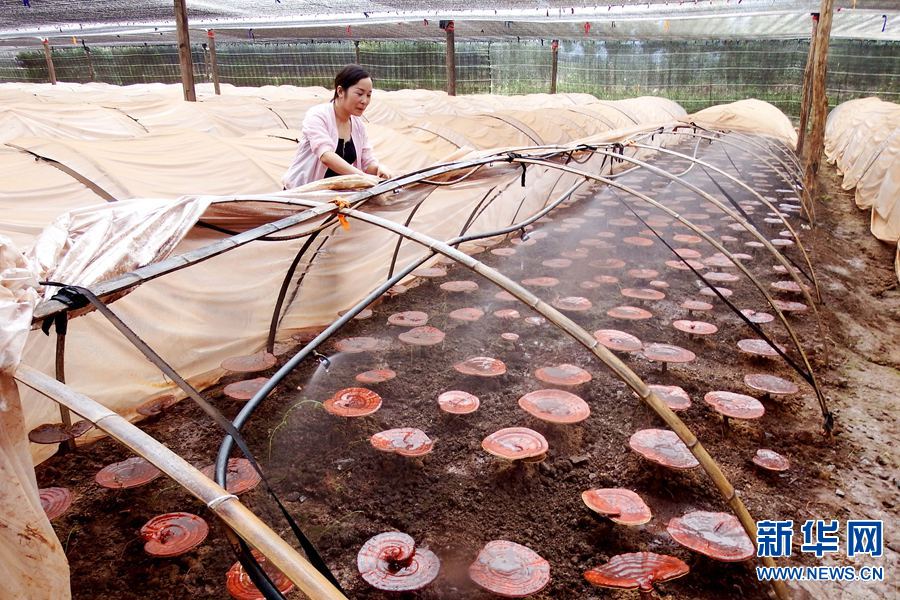 【国际看河南 轮播图】河南栾川：村民种植灵芝 走上脱贫路