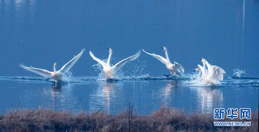 湖北武穴：天鹅湖里天鹅飞 天上精灵落人间