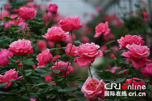 2019 WFRS Regional Convention & the 9th China Rose Exhibition kicked off