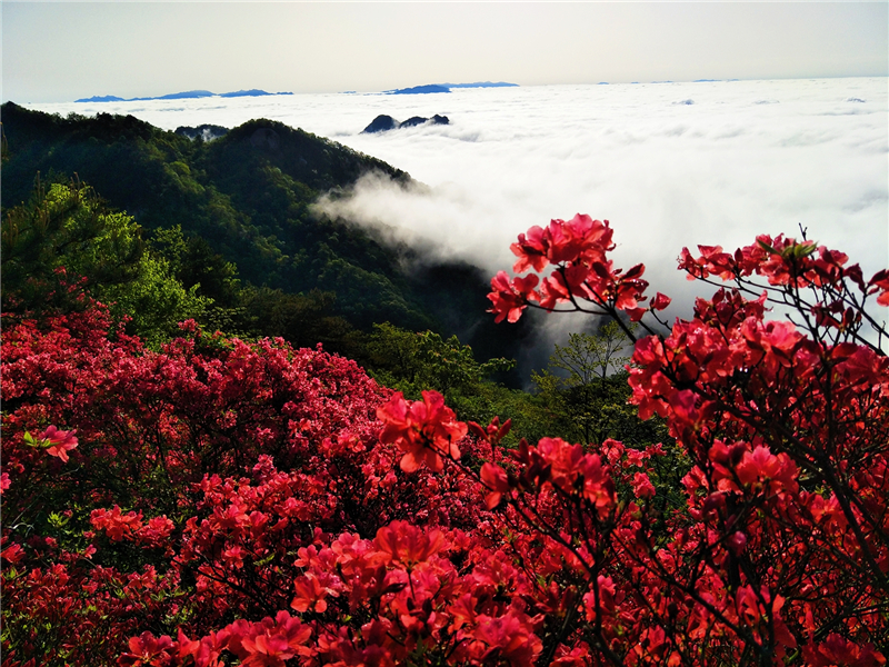 【湖北】【CRI原创】“五一”看花好去处 龟峰山景区杜鹃云海美如画（组图）