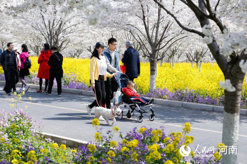 河南荥阳：黄河两岸樱花迎春次第开