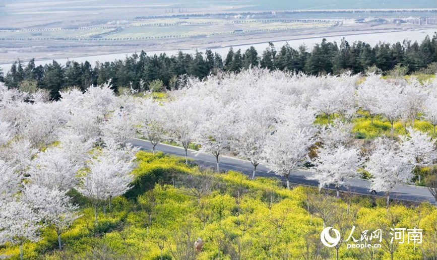 河南荥阳：黄河两岸樱花迎春次第开