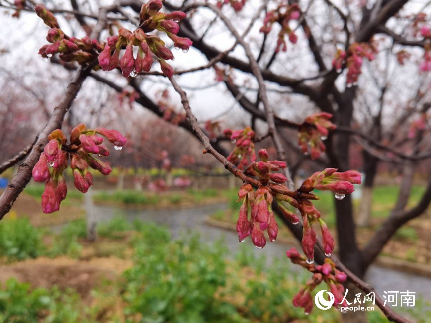 河南荥阳：黄河两岸樱花迎春次第开