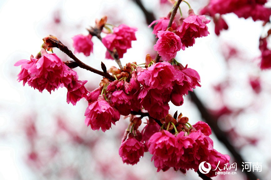 河南荥阳：黄河两岸樱花迎春次第开