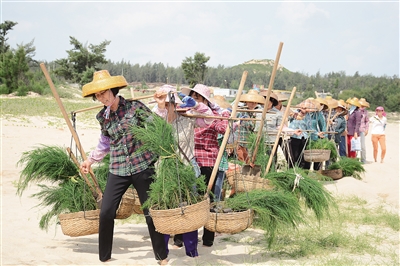 还未审核【琼岛先锋图文列表】【即时快讯】陶凤交和她的“绿色娘子军”