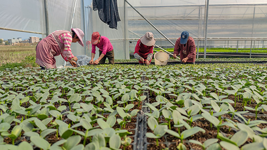 大湾区“菜篮子”第一批蔬菜4月可发往香港