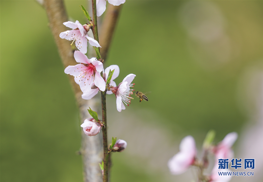 【城市远洋】三月山城春光好 梁平赏花正当时