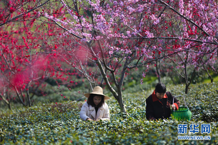 武汉新洲凤凰镇：“七彩茶园”采茶忙