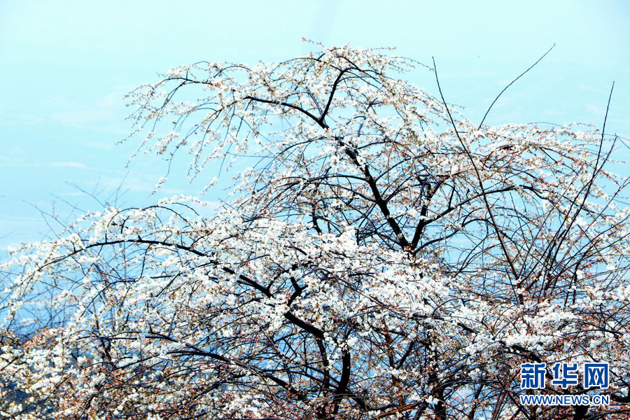 广西全州：山樱花开烂漫时