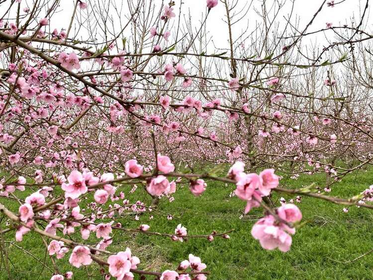 南阳卧龙区首届“田园英庄”文化旅游节举行