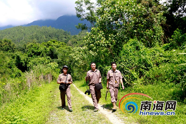 还未审核【琼岛先锋图文列表】【即时快讯】五指山的“大山守护者”