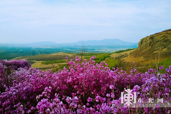 佳木斯市郊区杜鹃花开漫山