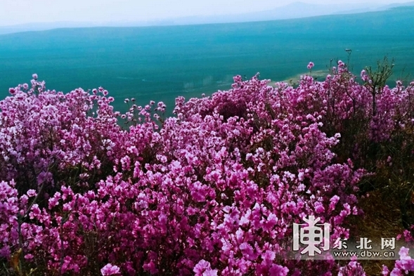 佳木斯市郊区杜鹃花开漫山