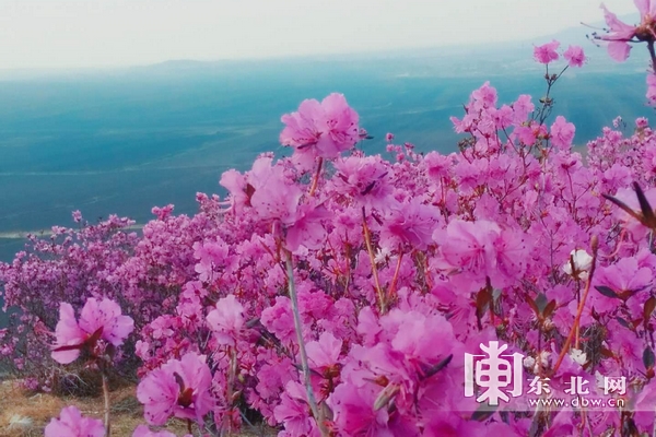 佳木斯市郊区杜鹃花开漫山