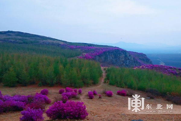 佳木斯市郊区杜鹃花开漫山