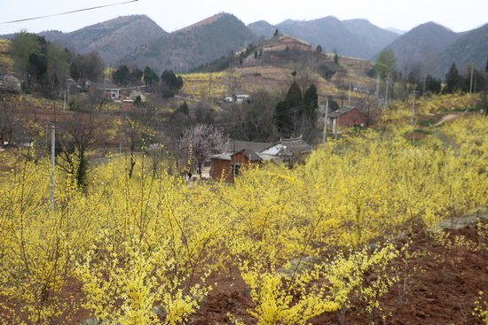 【河南供稿】三门峡市卢氏县徐家湾乡举办首届连翘花节