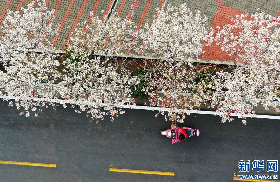 平顶山宝丰：樱花盛开扮靓乡村