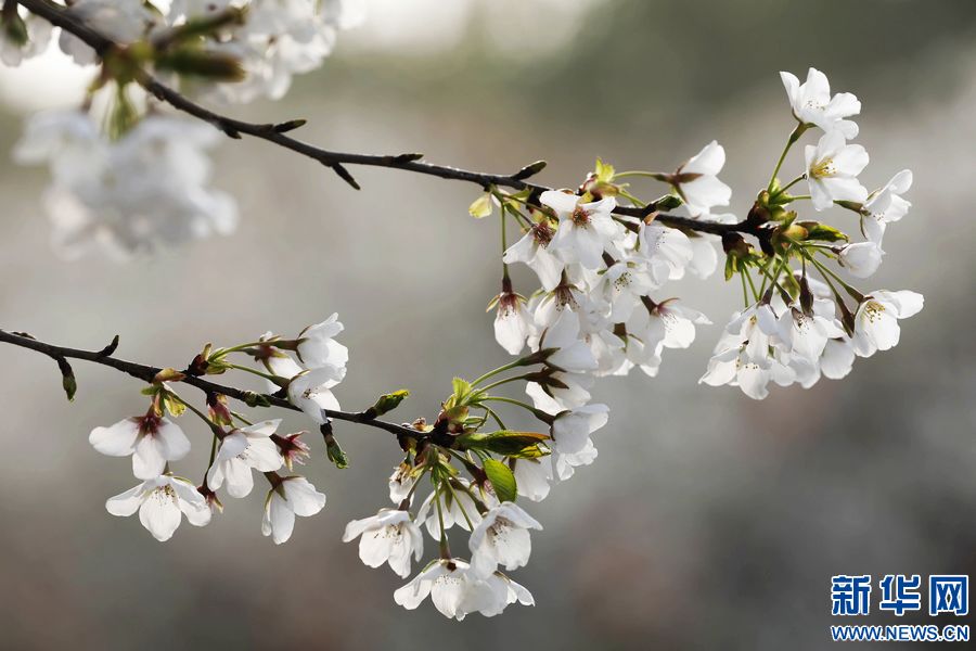 平顶山宝丰：樱花盛开扮靓乡村