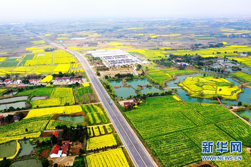 2021年湖北省油菜花节在荆门沙洋启动