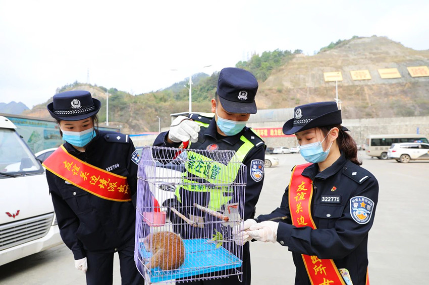 第三只！友谊关边境派出所又成功救助国宝蜂猴