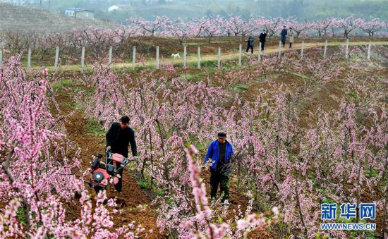 【中首  陕西   图】陕西洋县：柳山湖畔桃花红