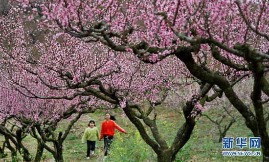 【中首  陕西   图】陕西洋县：柳山湖畔桃花红