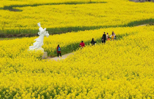 【B】赏花踏青正当时 重庆忠县灌湖水乡菜花节开幕