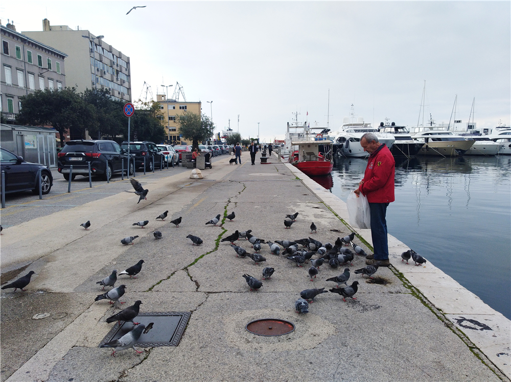 The oldman feeding pigeon_fororder_6老人与海