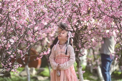 （焦点图）南京莫愁湖景区近万株海棠已经进入盛花期