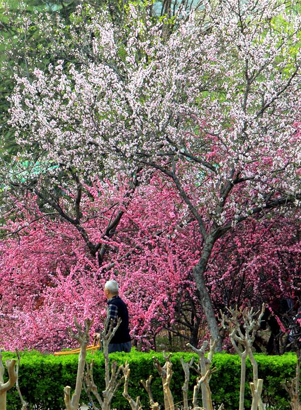 【城市远洋】洛阳嵩县：待到春花烂漫时