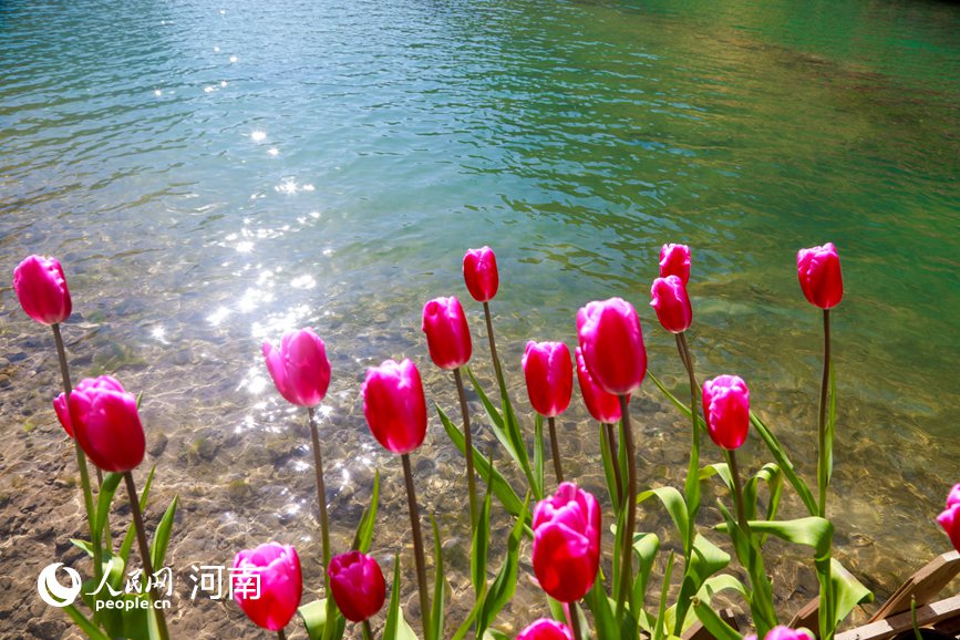 河南新乡：春到太行花满山