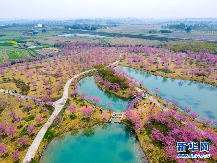 樱花满园似仙境