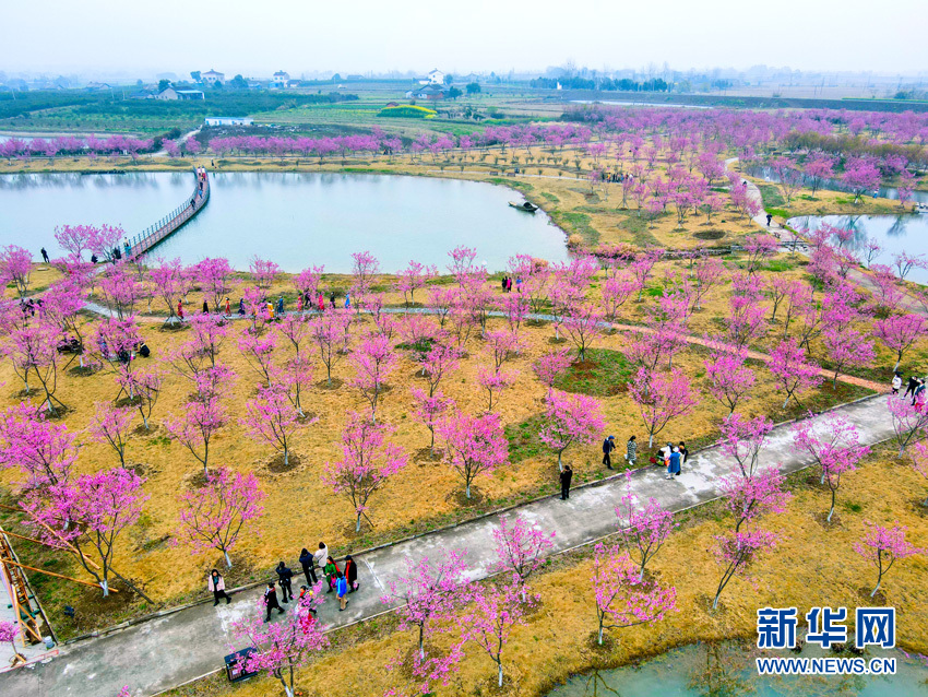 樱花满园似仙境