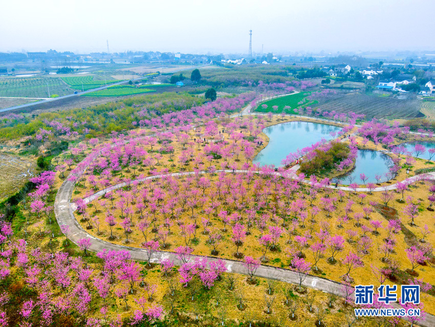 樱花满园似仙境