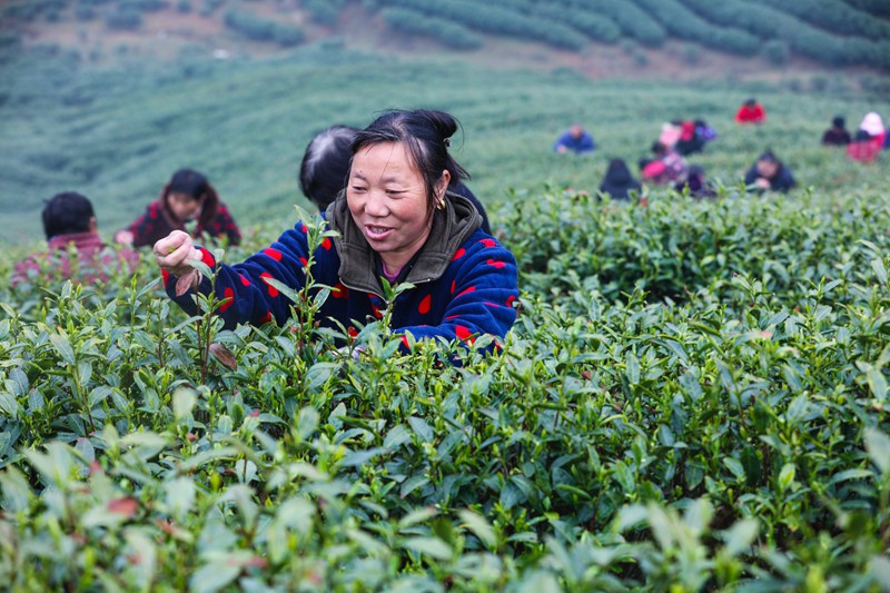 河南信阳：春光好 采茶忙