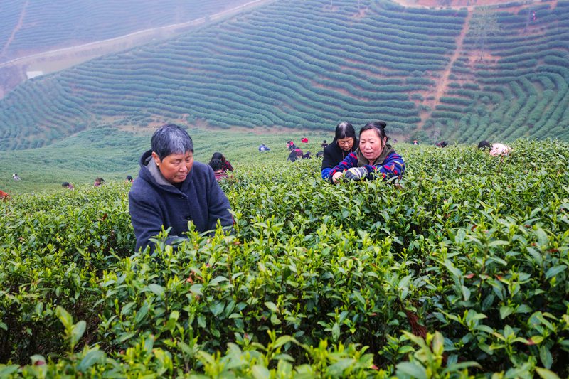 河南信阳：春光好 采茶忙