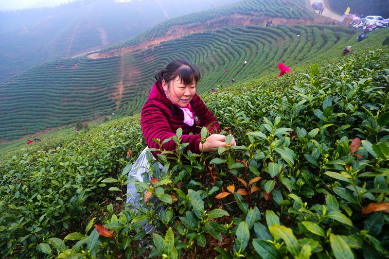 河南信阳：春光好 采茶忙