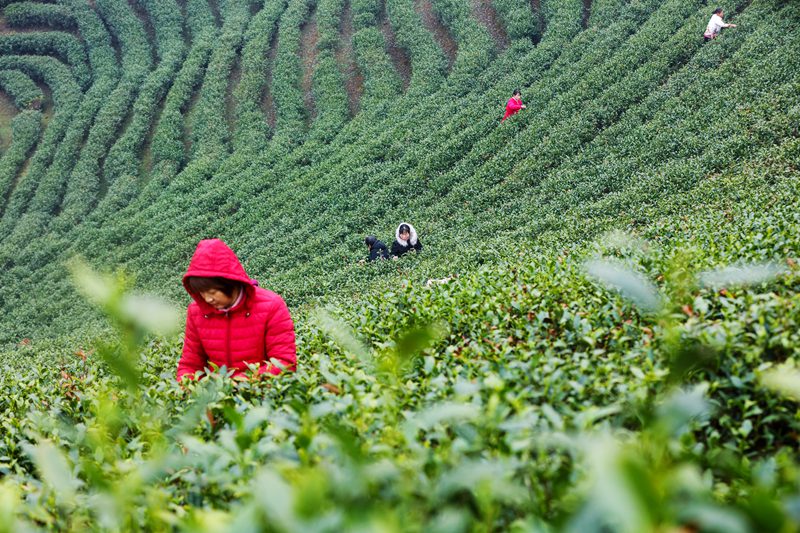 河南信阳：春光好 采茶忙