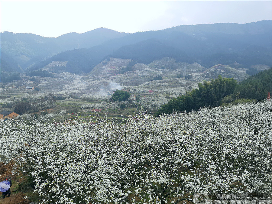 广西灌阳"花海"惹人醉