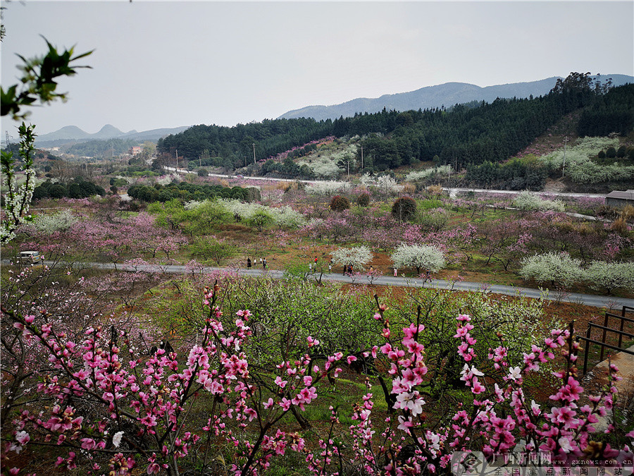 广西灌阳"花海"惹人醉