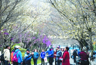 南京：“樱花大道”樱花陆续绽放