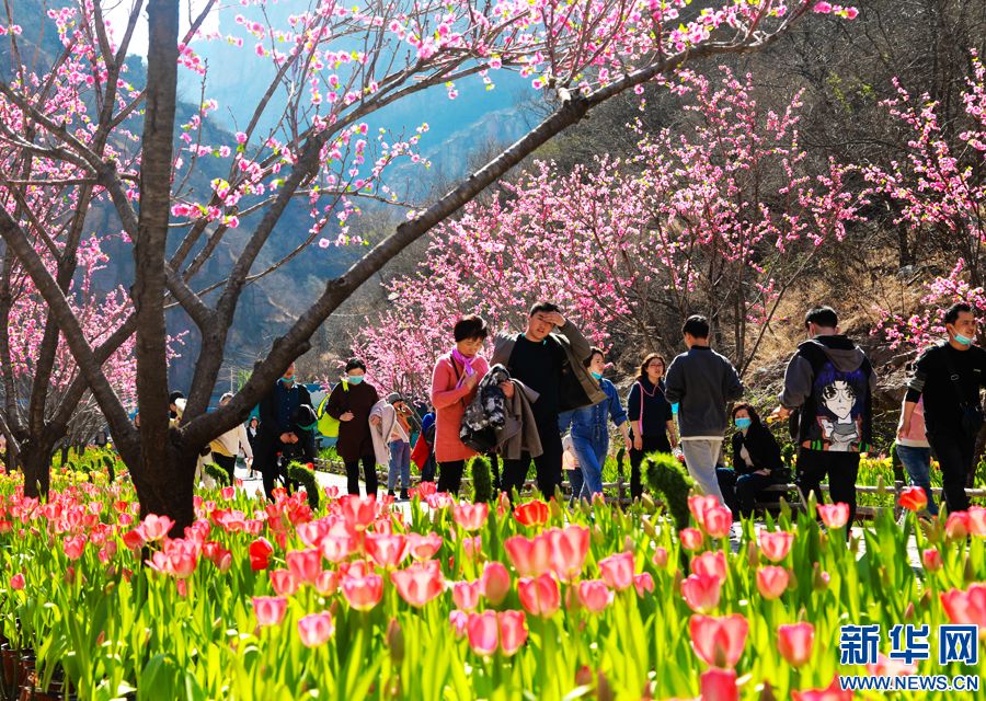 河南新乡：郁金香花开迎客来