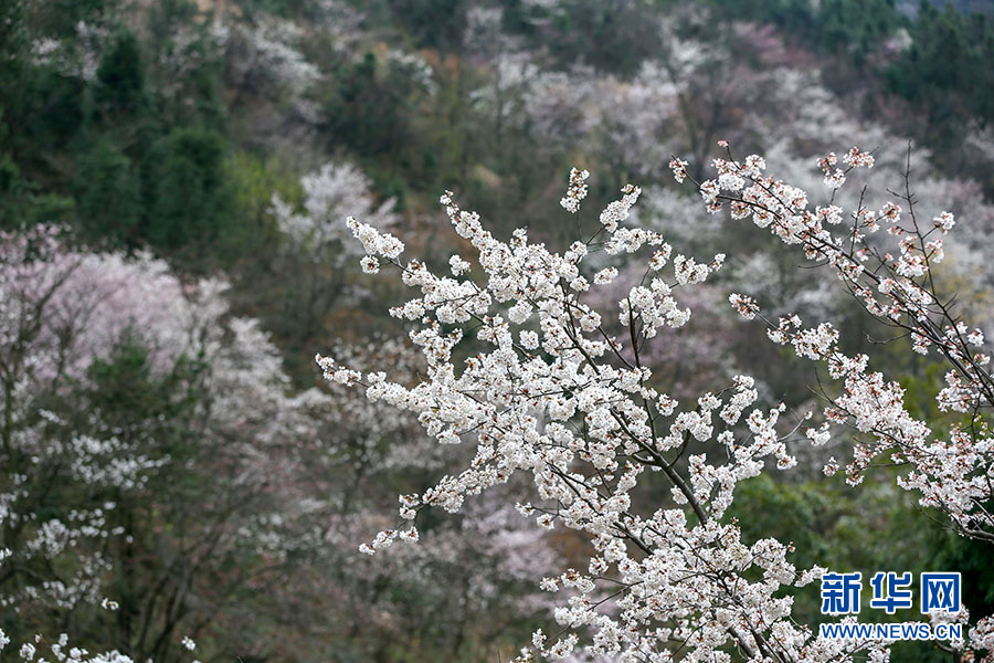 壮观！大幕山万株野樱花绽放