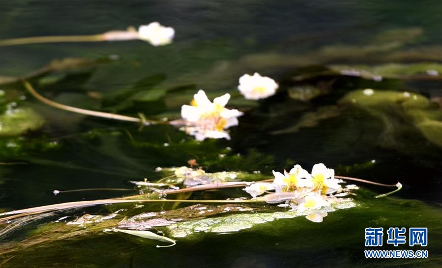 广西都安海菜花开